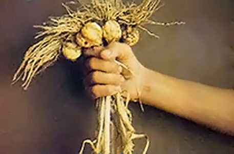 Plant Garlic in the Fall Image